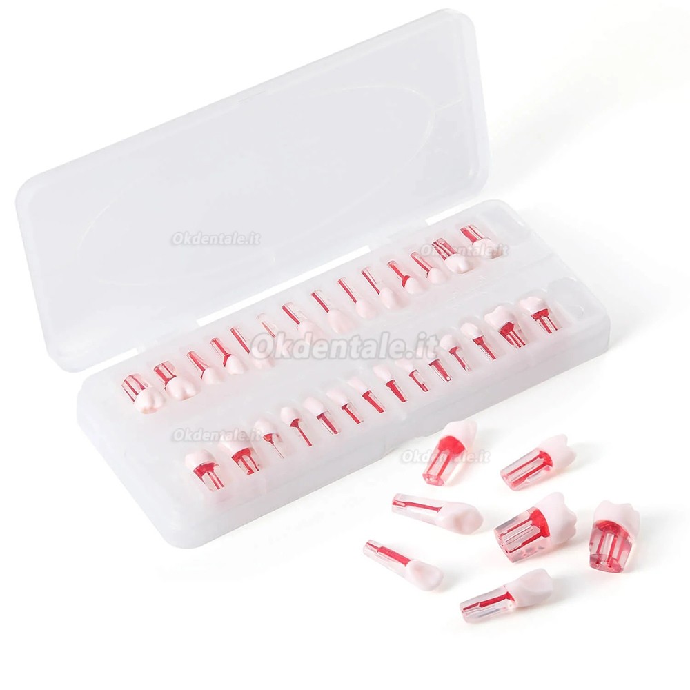 Typodont dentale 28 pezzi /set , modello di pratica canalare